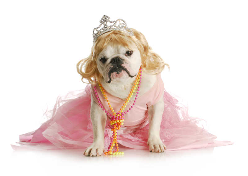 戴着皇冠身穿粉色裙子的斗牛犬