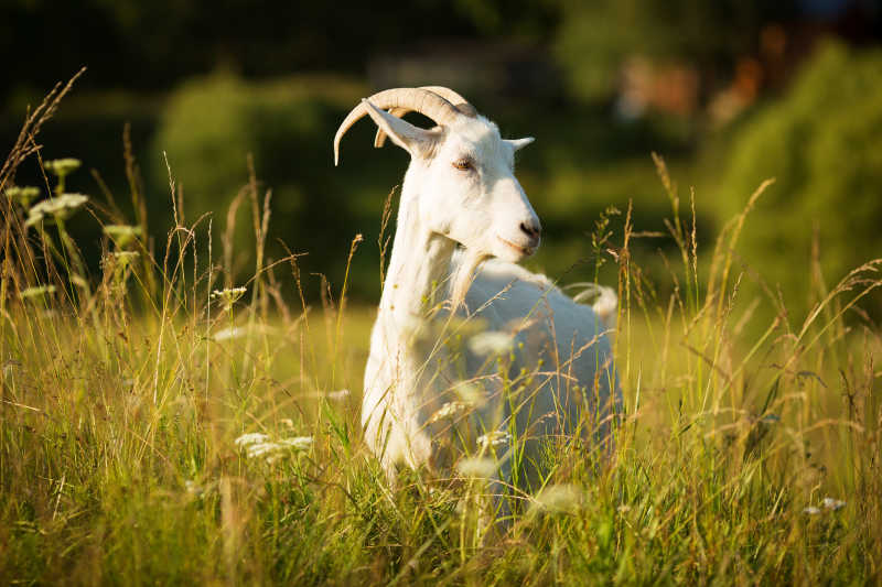白角山羊在绿色草地上吃草
