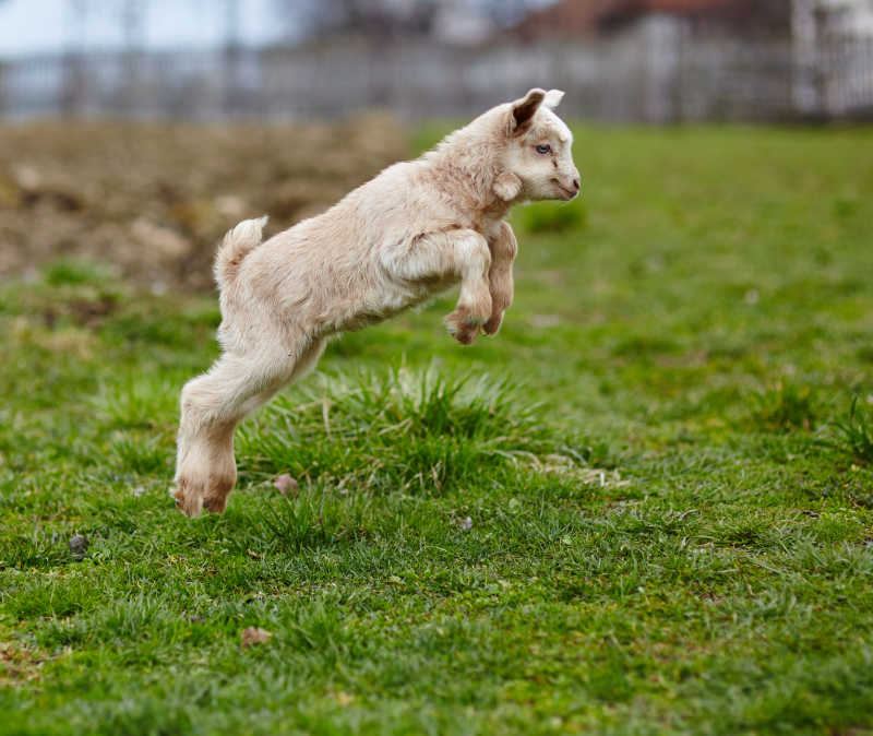 可爱的小山羊在牧场上跳来跳去