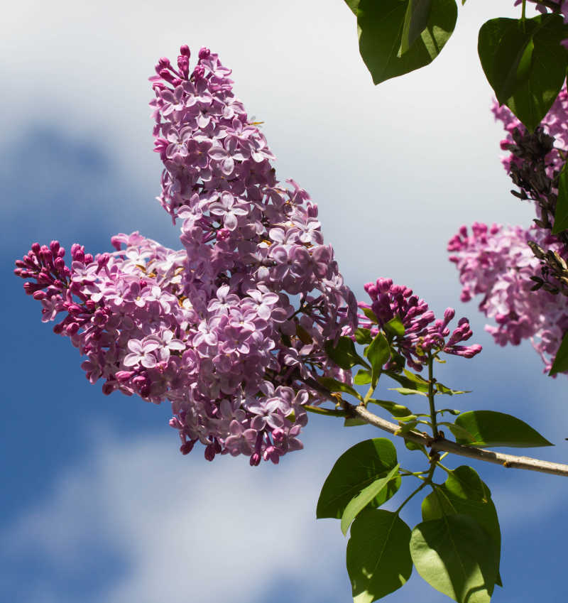 蓝天背景下的丁香花