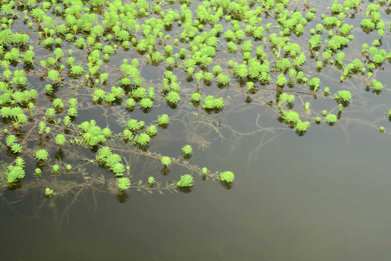 池塘上的淡水水生植物