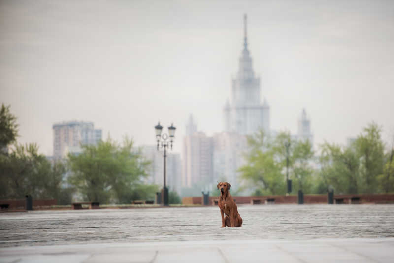 孤独坐立在街上的脊背犬