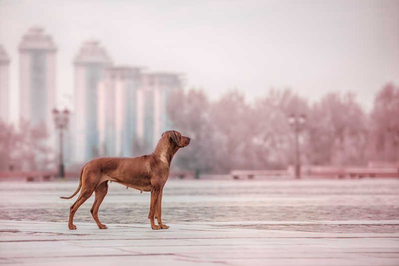 孤独站在街上的罗得西亚脊背犬