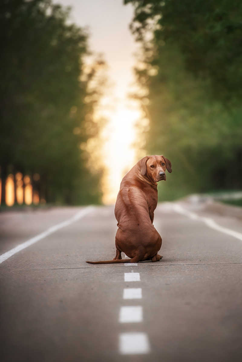 蹲在路上的脊背犬