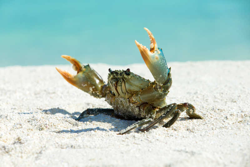 蓝色海边白色沙滩上张开蟹钳的螃蟹