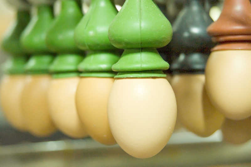 生产线上很多的鸡蛋