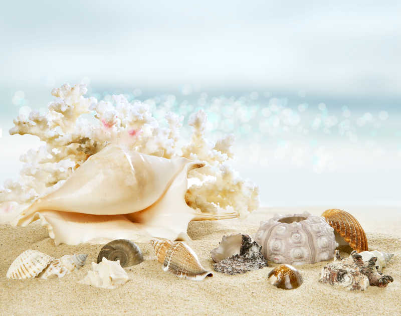 海滩上堆积的贝壳