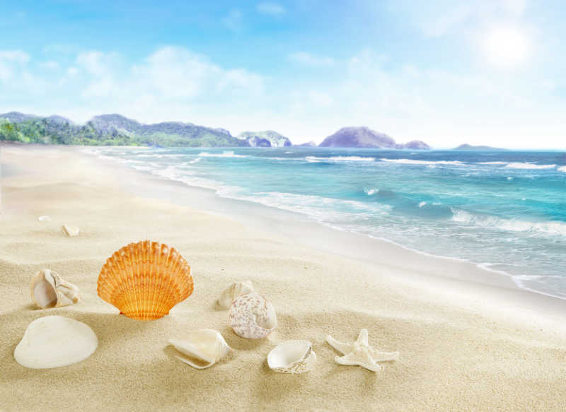 夏威夷沙滩上的美丽贝壳