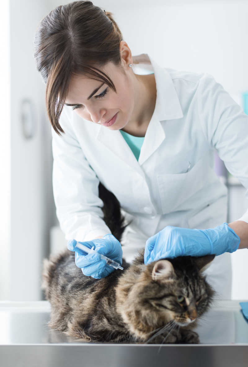 女医生在给猫咪注射疫苗