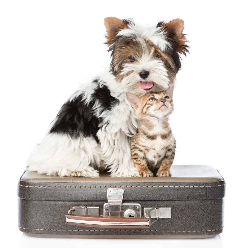 旅行箱上的小狗和小猫