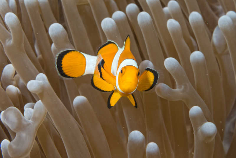 珊瑚礁里游荡的小丑鱼