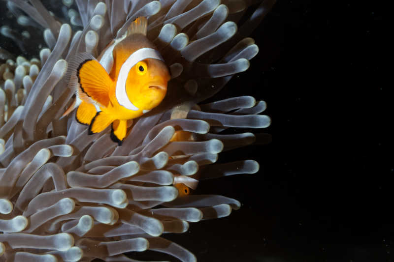 珊瑚礁里的一只小丑鱼