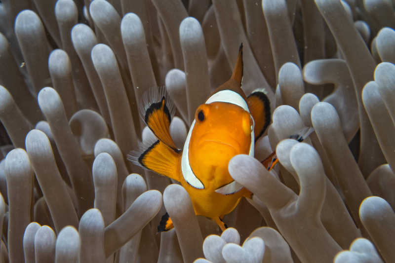 珊瑚礁里漂浮的小丑鱼