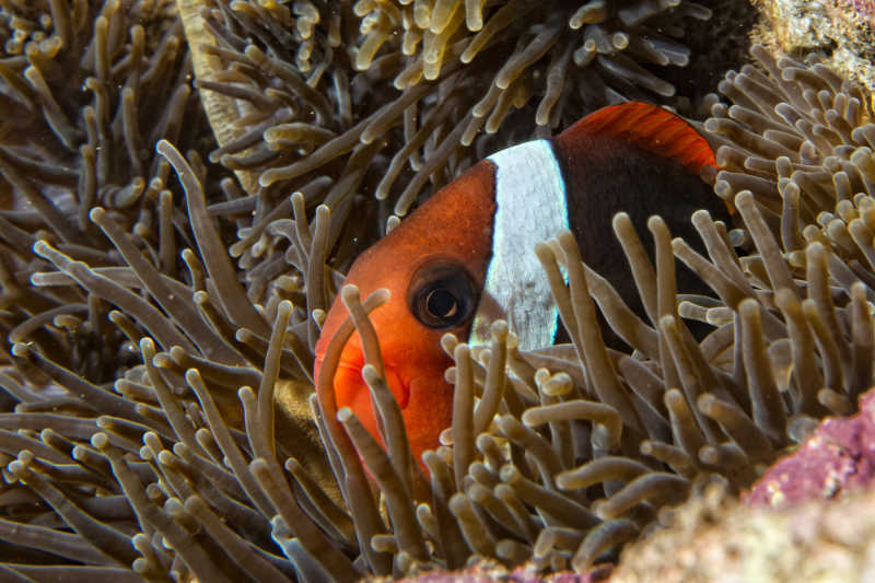 在珊瑚礁睡觉的小丑鱼