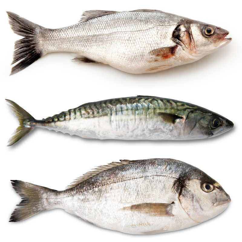 白色背景上三条不同品种形状的鱼