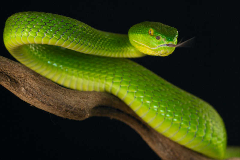 黑色背景前树枝上的绿色蝰蛇