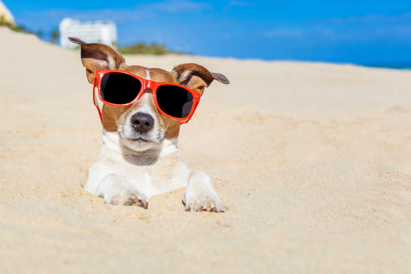 沙滩上戴着红色墨镜的小狗