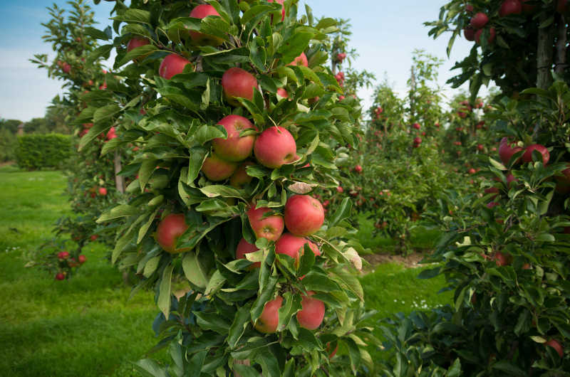 满是成熟苹果的苹果园