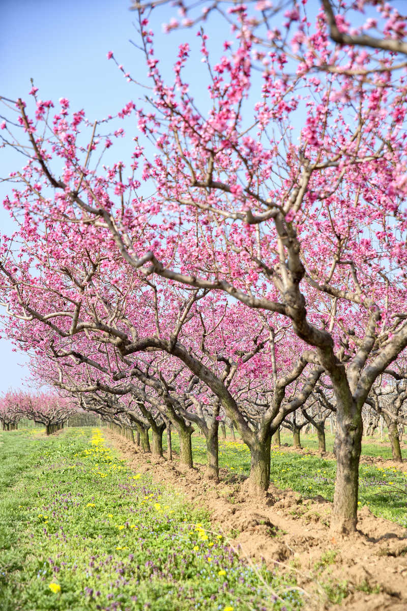 田野里成片的开满花的桃树