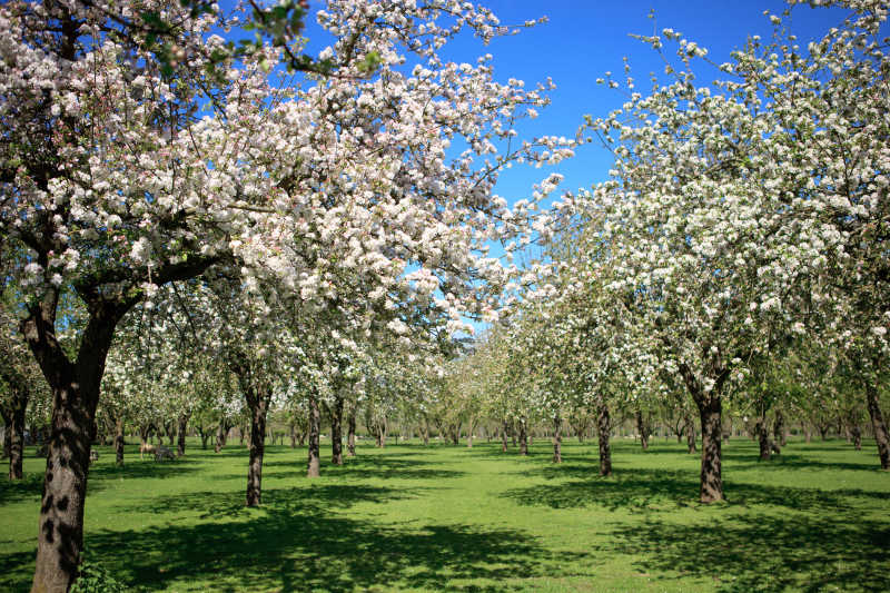 苹果园的果树上开满了花