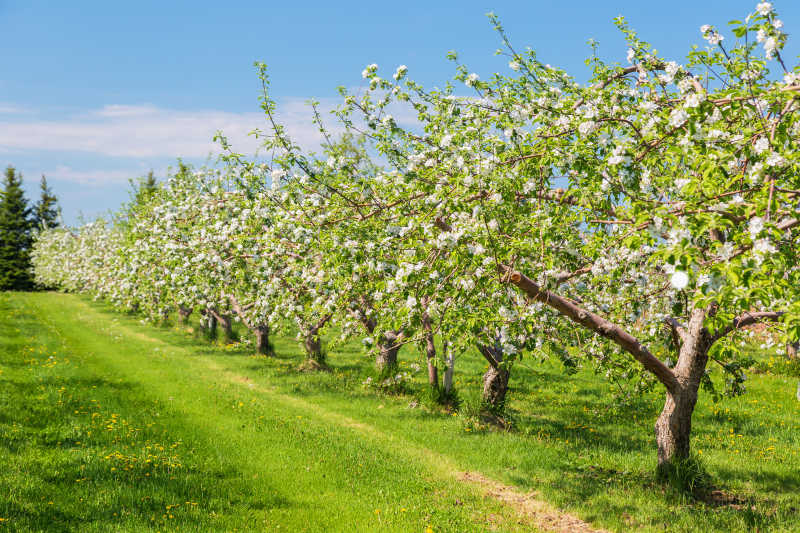 春天苹果园里的苹果树开满了花