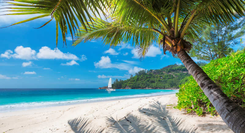 夏日美丽的热带岛屿椰子树
