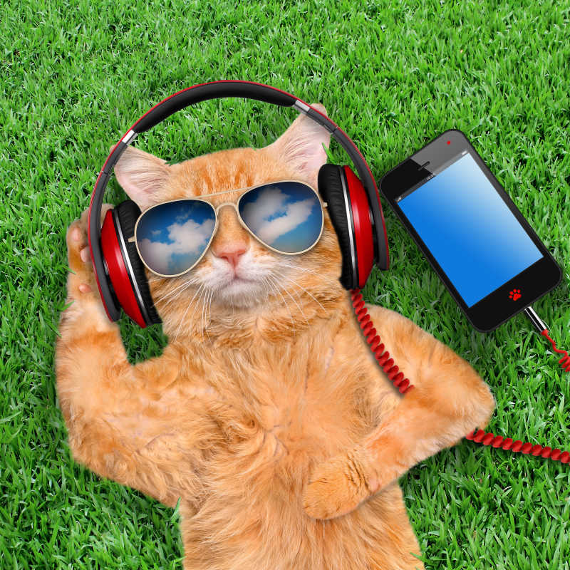 躺在草地上听音乐的猫咪