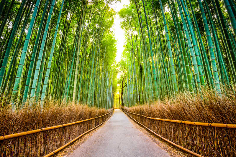 京都竹林