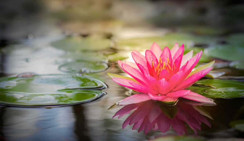 水面上美丽的粉红莲花