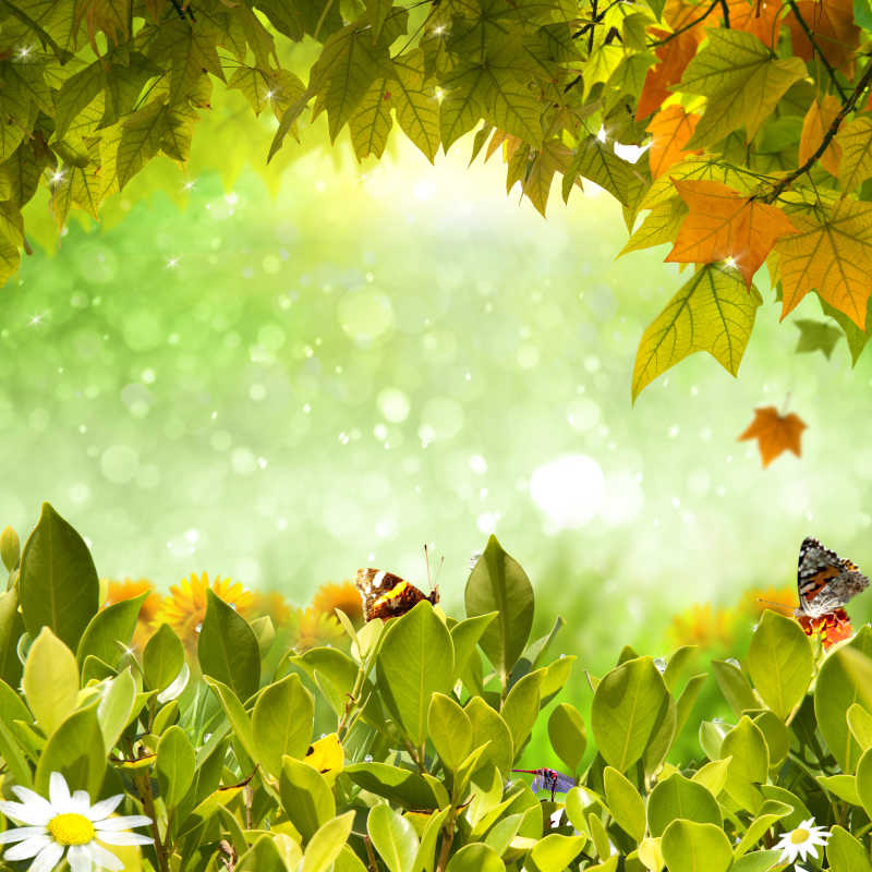 绿色梦幻背景上的树叶和蝴蝶