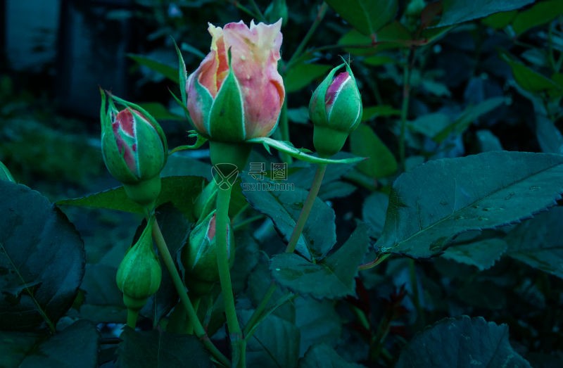 美丽的花园里的初生花蕾