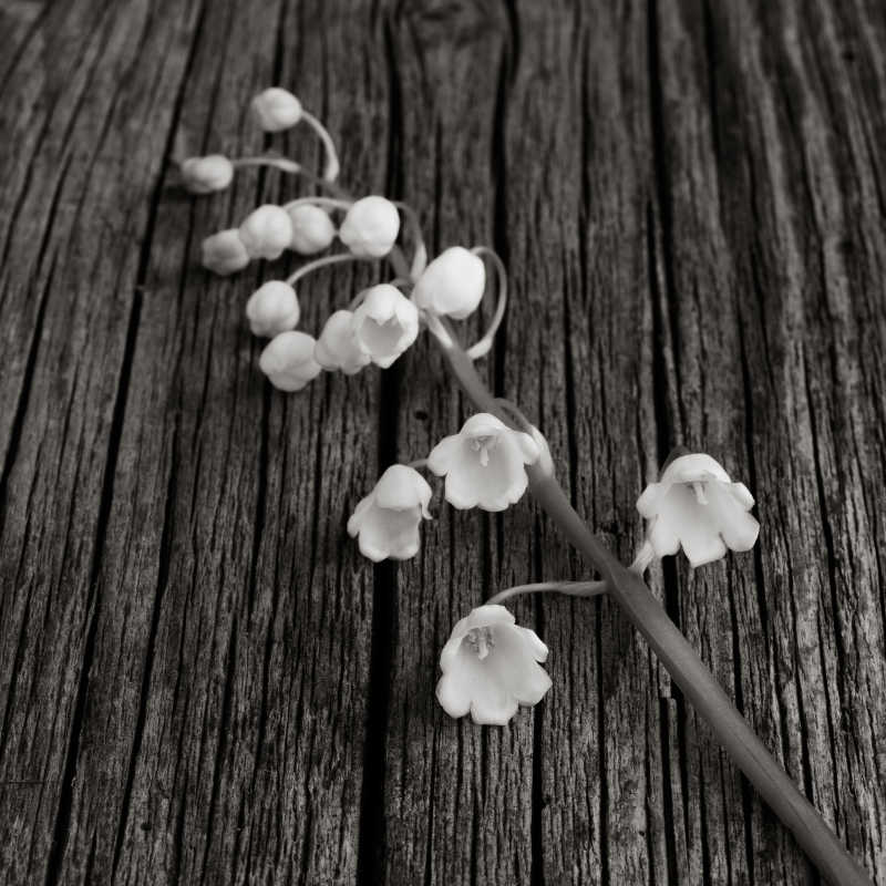 白花莉莉的山谷在旧灰色木板上开裂了