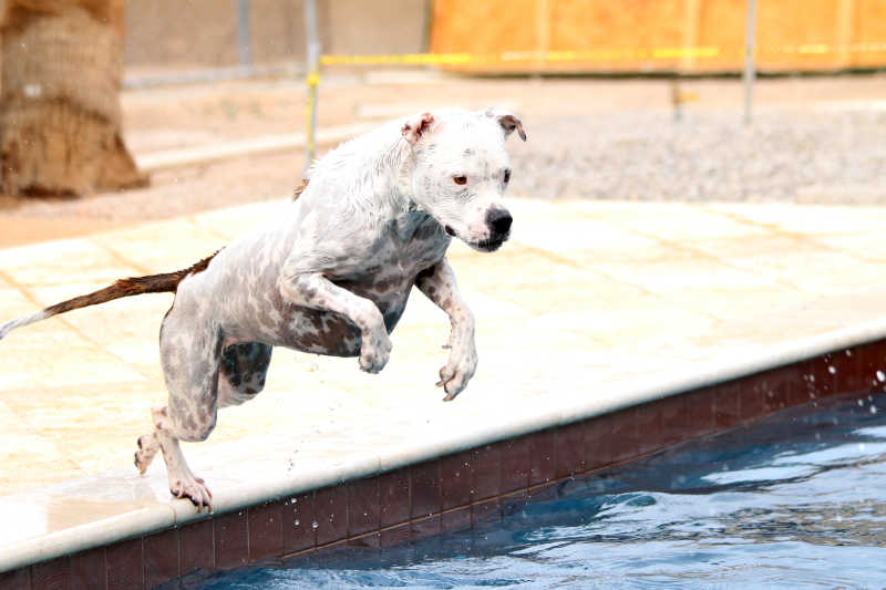 跳水的斗牛犬