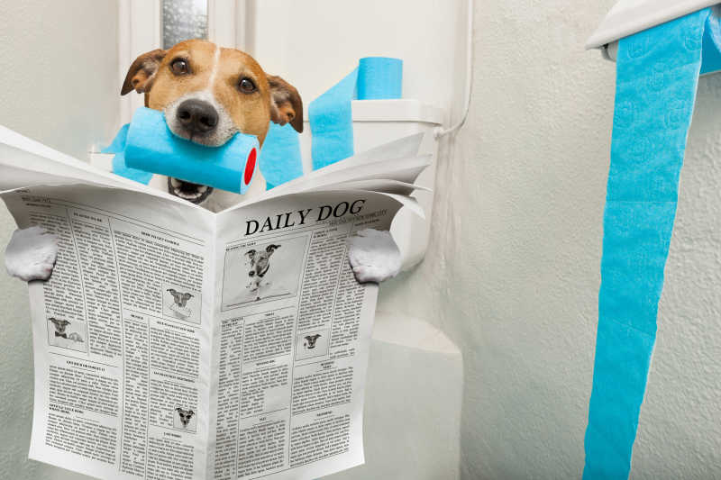 叼着厕纸在马桶上看报纸的狗