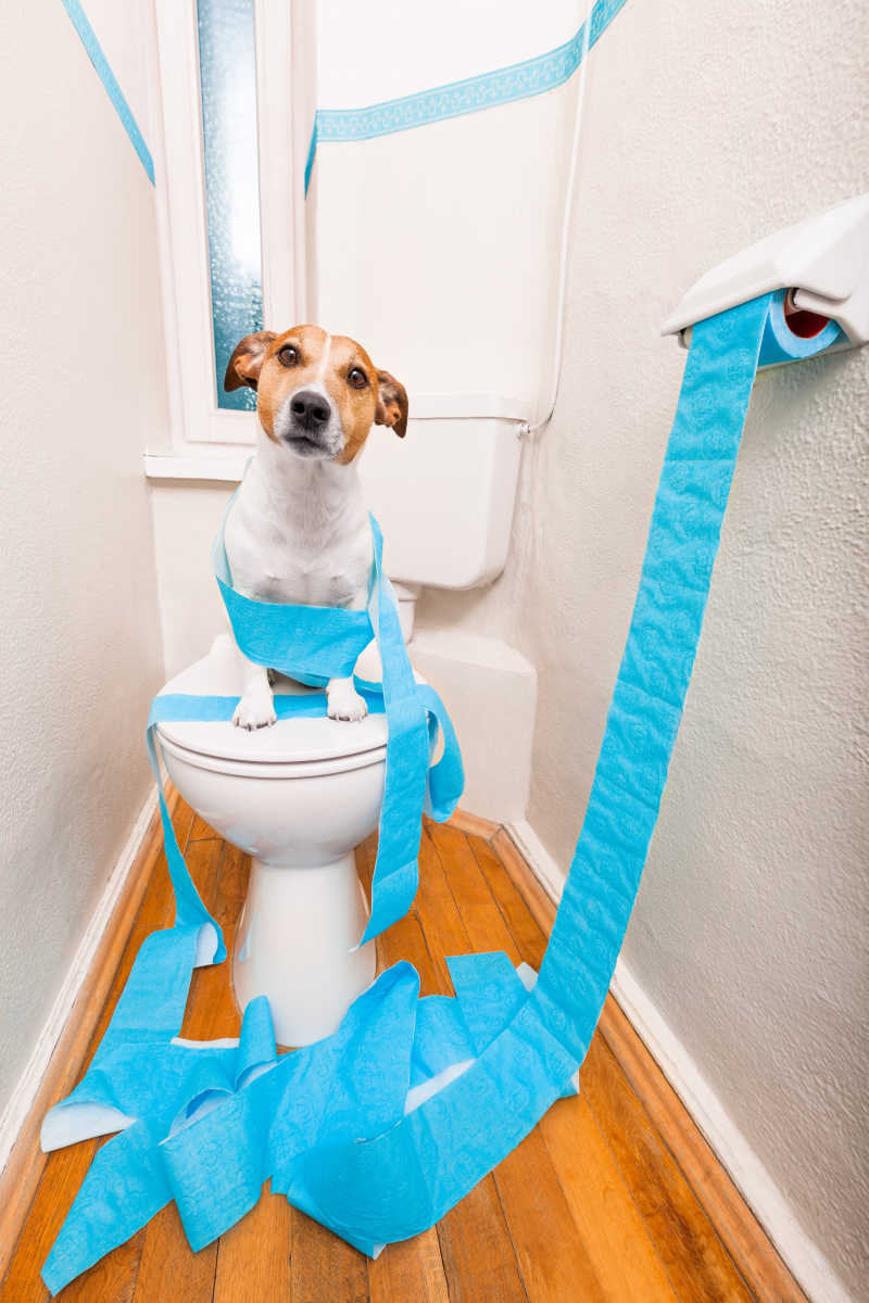 厕所马桶上被厕纸缠住狗狗