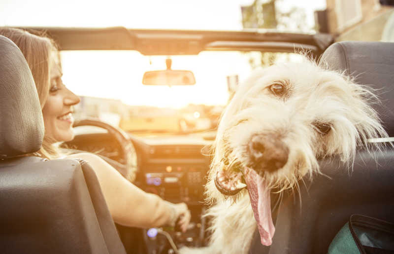 美女带着她的爱犬一起开车