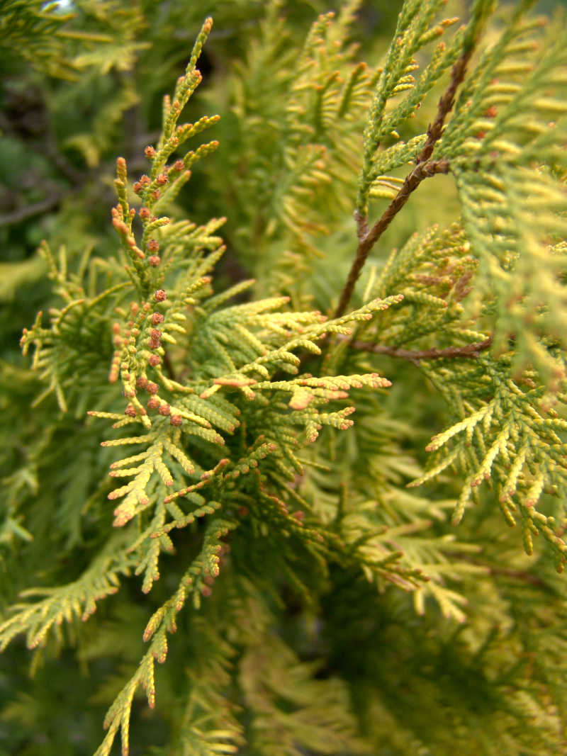 蕨类植物