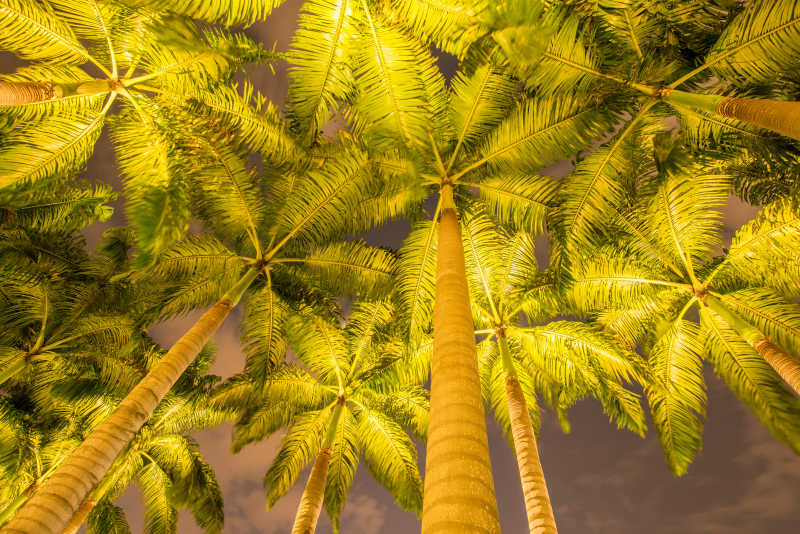 黄昏下高大的棕榈树