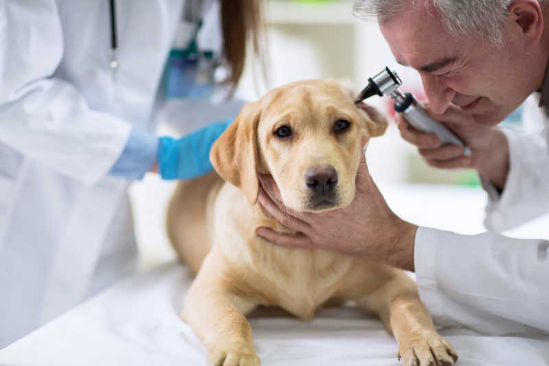 白色病床上给拉布拉多犬耳部做检查的兽医