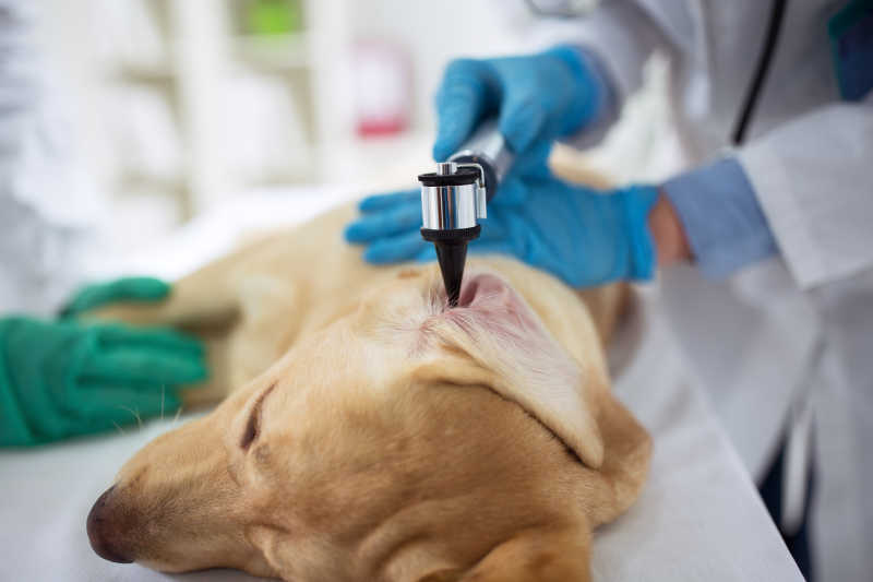 给躺在白色病床上的拉布拉多犬耳部做检查的兽医