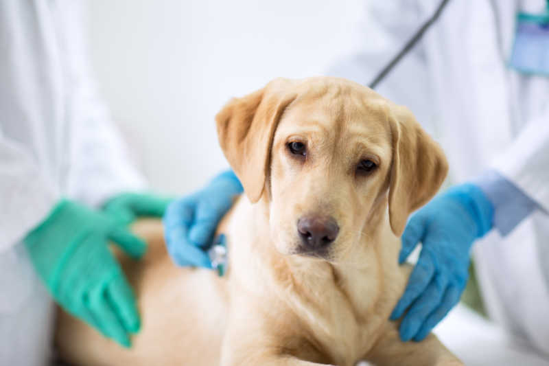 白色背景下给黄色拉布拉多犬做检查的兽医