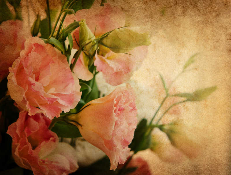 粉红色玫瑰花背景