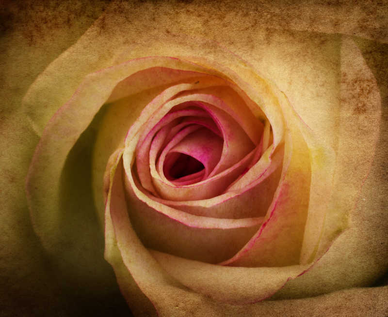 一封玫瑰花背景的贺卡