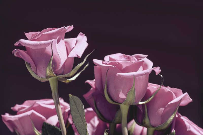 黑色背景上盛开的粉色玫瑰花簇