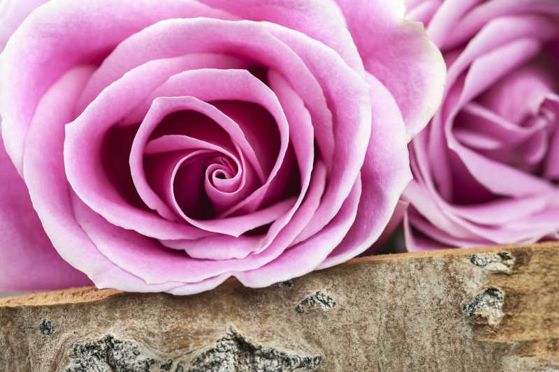 放在木头上的娇艳的粉红色玫瑰