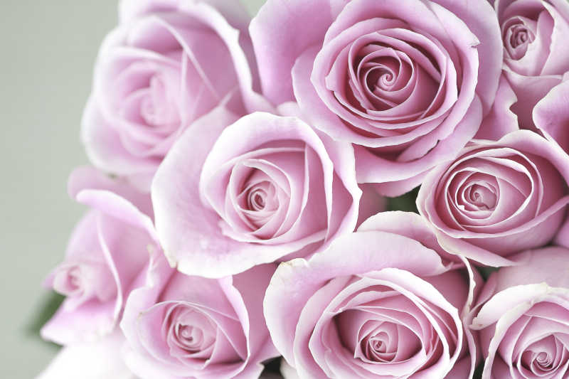 浅色背景上的粉色玫瑰花束