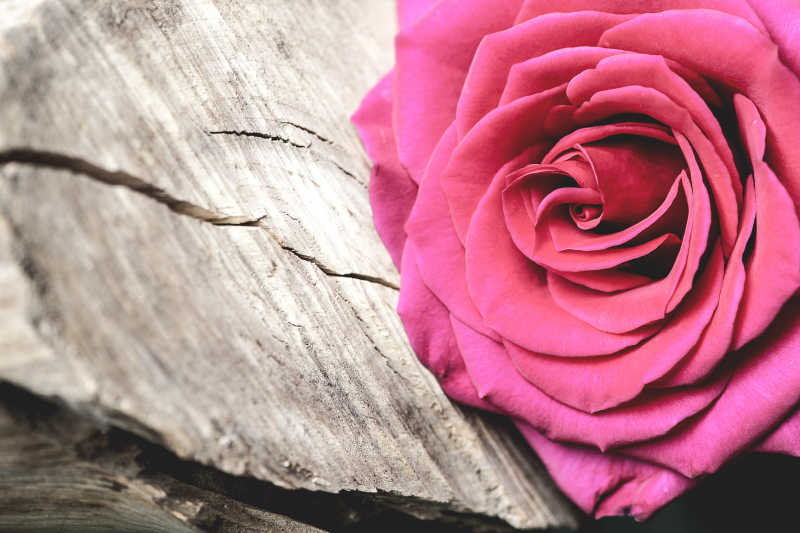 原木背景上的美丽的粉色玫瑰