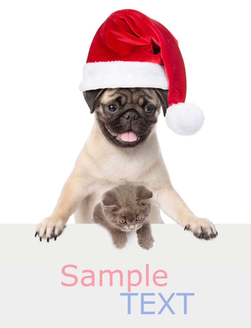 白色背景上的一只猫和戴着红色圣诞帽的狗