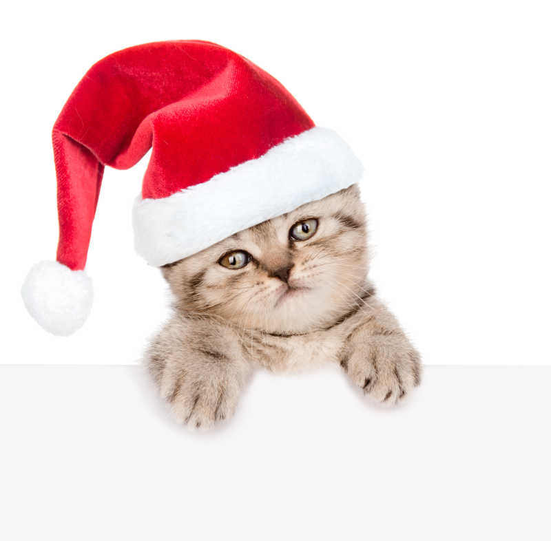 白色背景上戴着红色圣诞帽的猫
