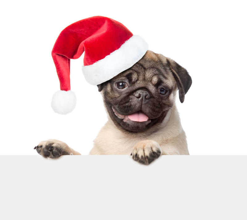 白色背景上戴着红色圣诞帽的狗